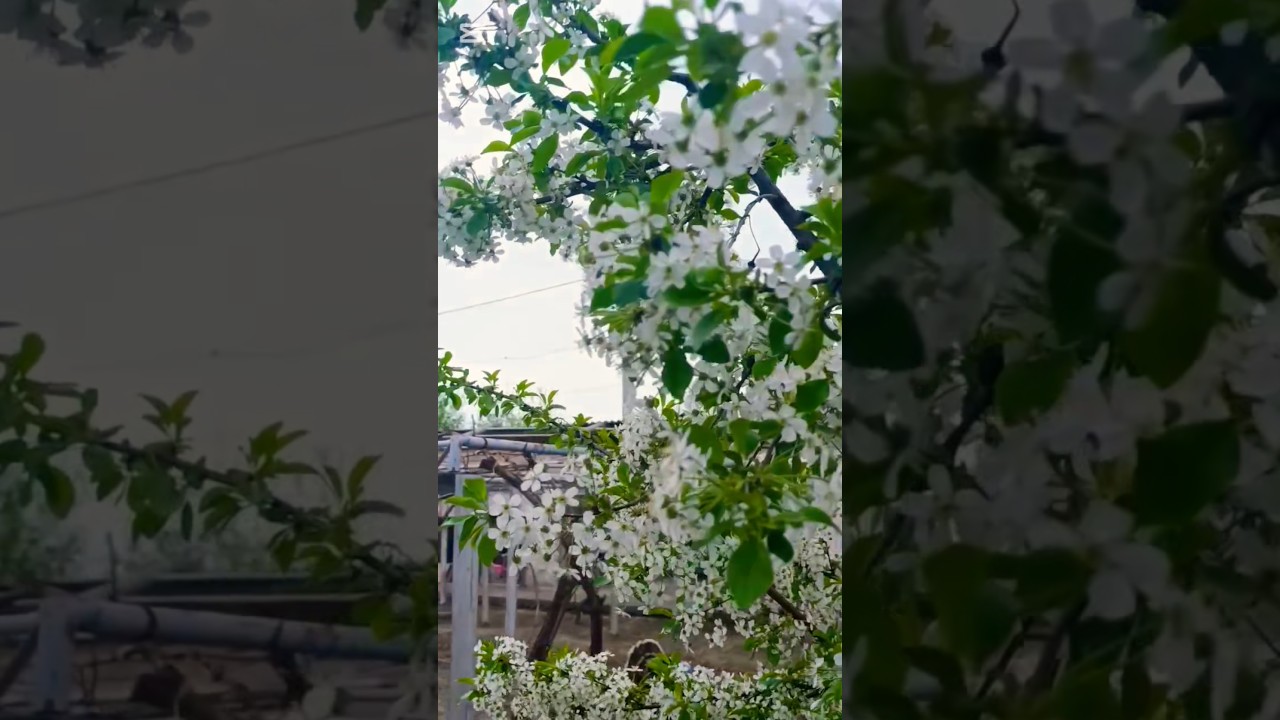 obuna boʻling 👀 #yt #trending #trendingshorts #subscribe #shorts