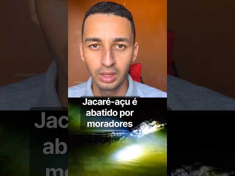 Jacaré-açu ￼é abatido por moradores em senador José Porfírio
