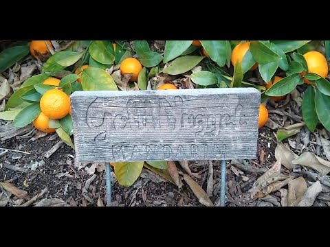 Gold Nugget mandarin tree: a profile