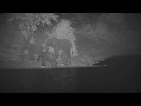 Djuma: Elephants getting a night time drink - 18:14 - 07/11/20