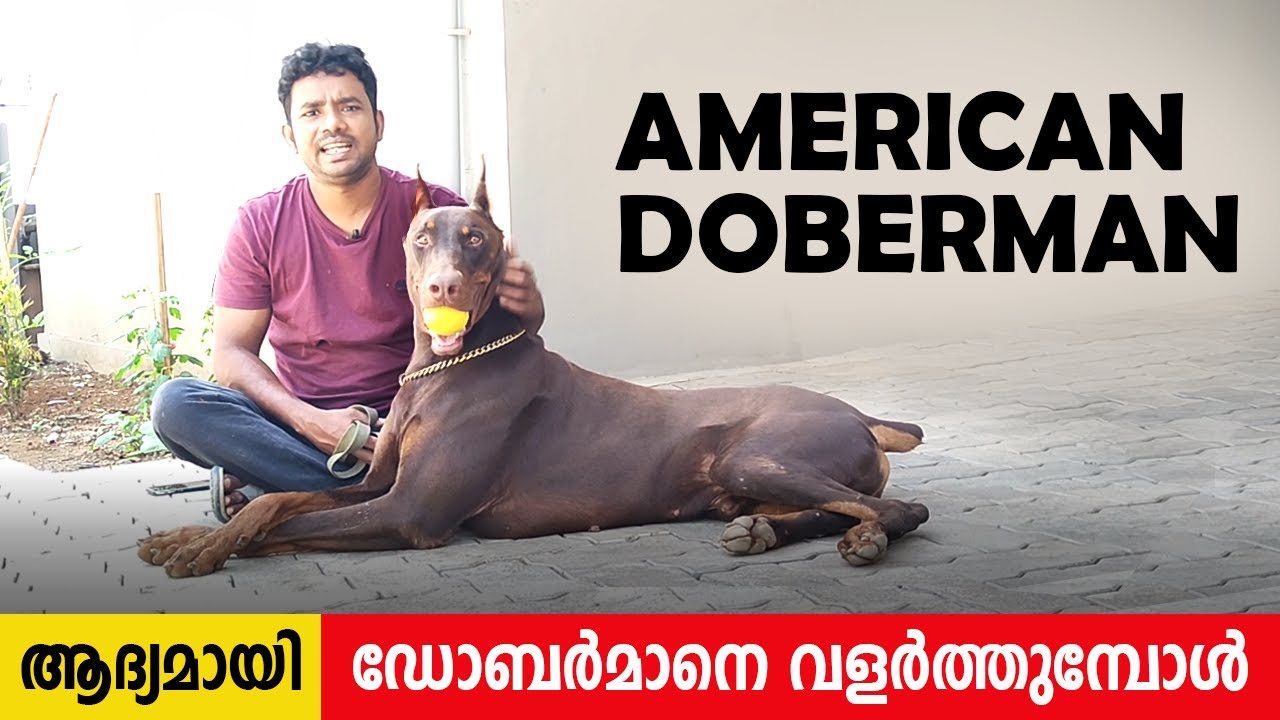 Watch video ഞങ്ങളുടെ ജോപ്പൻ AMERICAN DOBERMAN IN KERALA | doberman kerala | top doberman in india Now ഞങ്ങളുടെ ജോപ്പൻ AMERICAN DOBERMAN IN KERALA | doberman kerala | top doberman in india