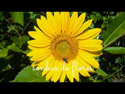 Flores do meu Jardim #4