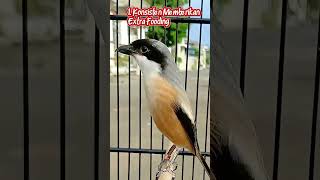 Download lagu Cara Merawat Burung Cendet Agar Volume Keras mp3