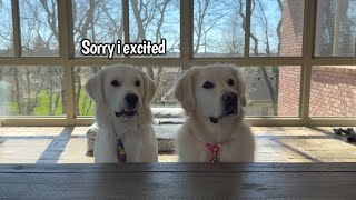 Golden Retriever Pup Tries Lettuce For The First Time