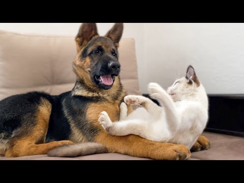 German Shepherd Puppy Playing With Kitty