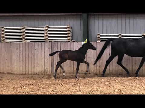 Secret x Likoto xx, Stutfohlen von 2020