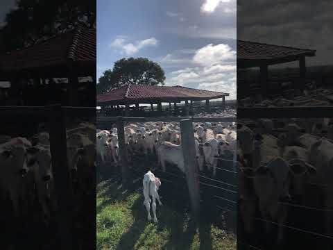 Embarque no município de canabrava do norte #boiadeiros #2piso