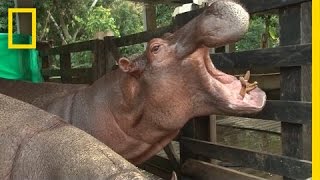 Drug Kingpin Pablo Escobar’s Hippos Are Alive and Well | National Geographic