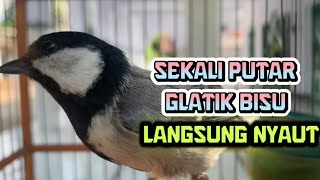 Download lagu Gelatik Batu Gacor | Pancingan Glatik Batu yang diam bisa ikut bunyi nyaut ikutan Emosi Wucit Wucit mp3 Download lagu Gelatik Batu Gacor | Pancingan Glatik Batu yang diam bisa ikut bunyi nyaut ikutan Emosi Wucit Wucit mp3