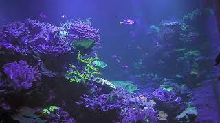 Aquarium Karlsruhe 