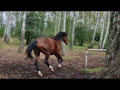 Baratheon po Hippica Koh-I-Noor