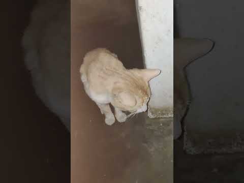 cat kya kr raha hai # viral cat video