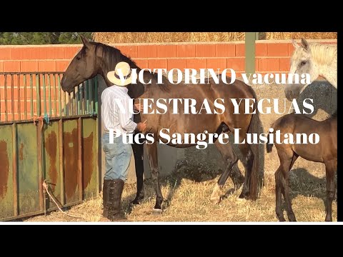 VACUNACIÓN por EL PROPIO VICTORINO de nuestras YEGUAS Pura Sangre Lusitano