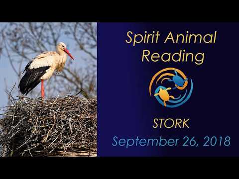 Spirit Animal Reading 9-26-18 (Stork meaning)