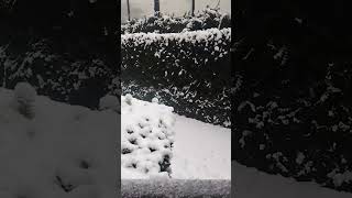 多摩地方の雪 #東京