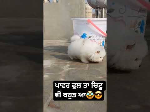 #funny #punjabisong #smalldog #cute