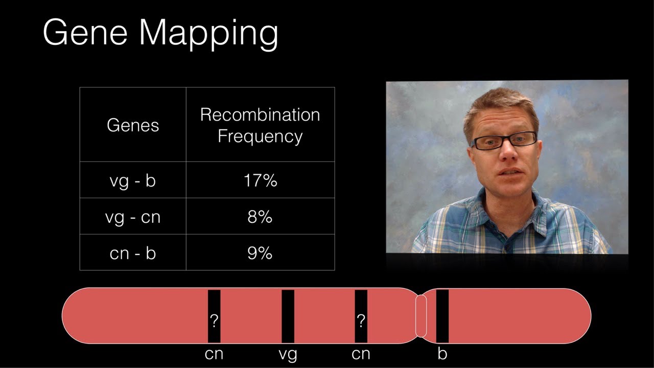 Genetic Recombination and Gene Mapping