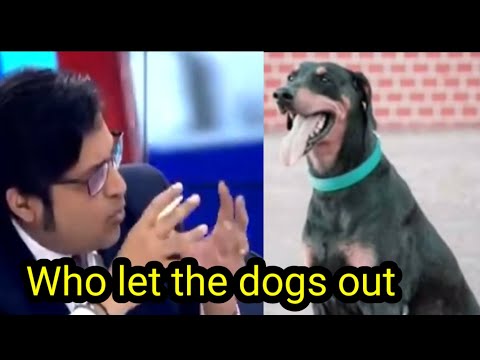 Who let the lap Dogs Out ft. Arnab Goswami | Indian dog breeds.