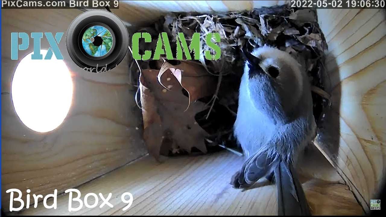 Live webcam view of PixCams Bird Box 9 Nest Cam