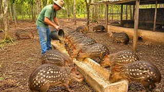 O Brasil Tem Milhares de Animais... Mas Quase Nenhum Foi Domesticado