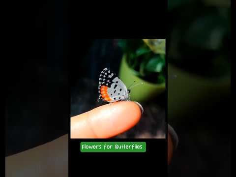 Flowers for butterflies #flowers #pollinators #butterflygarden #butterfly #beesandflowers #insect