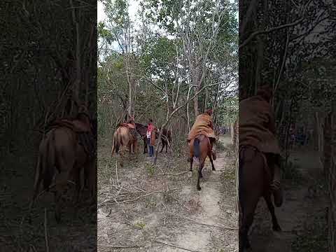 vaquejada no interior de Luzilândia Piauí pov são Nicolau 🤠 #viralizarvideosdoyoutube #interior