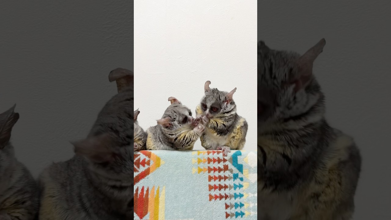 小競り合いが可愛すぎるショウガラゴの親子🐵🐵🐵