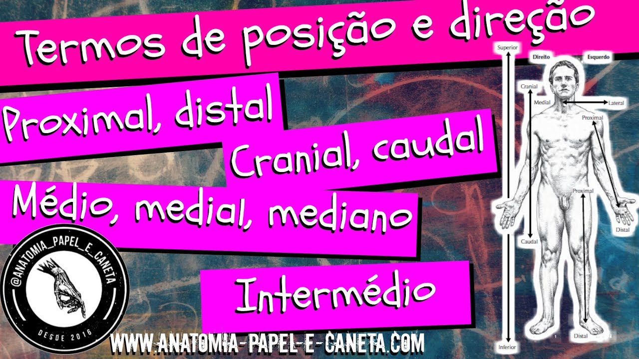 Termos anatômicos de POSIÇÃO e DIREÇÃO - MEDIAL, MÉDIO, INTERMÉDIO, MEDIANO...