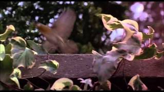 alastair galbraith - flickering birds (live)