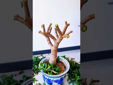 pruning jade plant #prune #gardenplant #plantssparkjoy #heronsbonsai