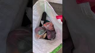 A Week Of Mercado Groceries For Under Ten Dollars | Frugal Strategy Ecuador Cost Of Living #travel
