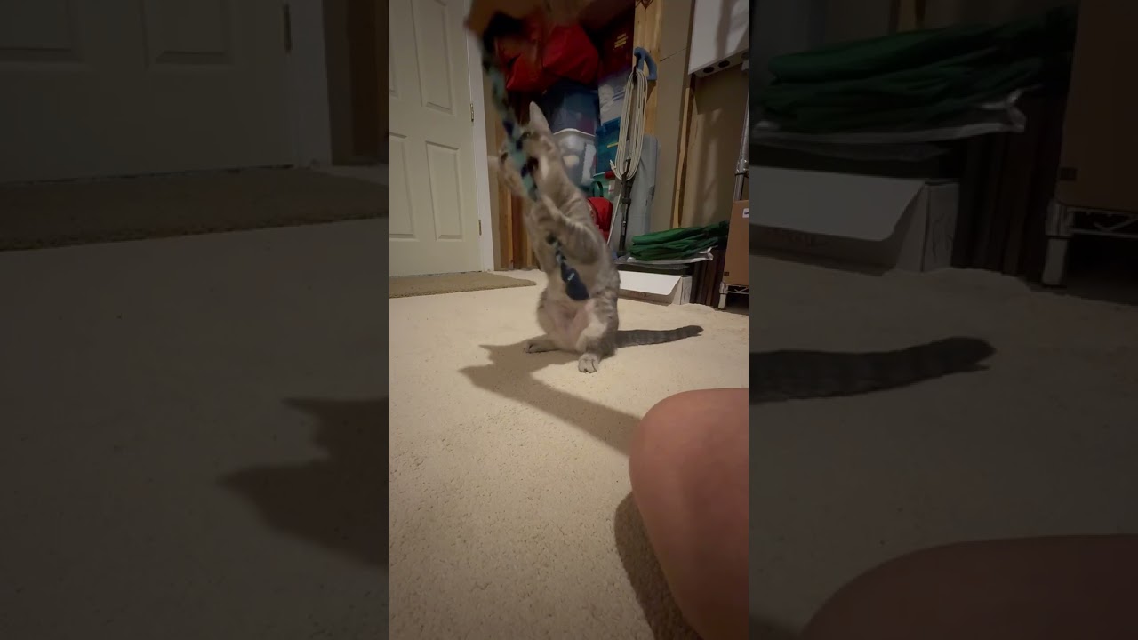 Gracie (ID 51349/1481), an adoptable Domestic Short Hair in Manassas, VA video 3/5