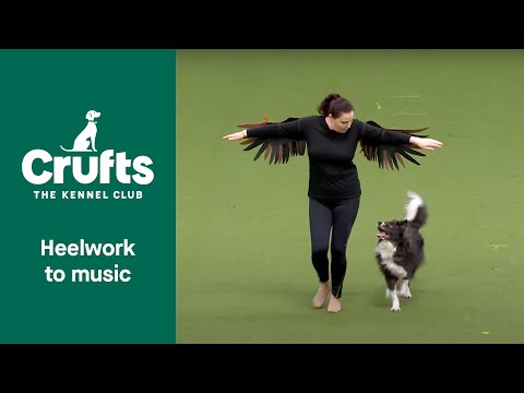 Heelwork To Music Competition - Part 3 | Crufts 2022