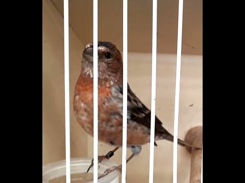 Červenák ružový (Carpodacus roseus) — video o speve a chove
