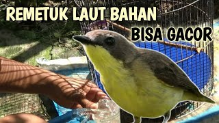 Download lagu Membersihkan sangkar burung SIUR yang kotor | RAWATAN HARIAN BURUNG REMETUK LAUT mp3 Download lagu Membersihkan sangkar burung SIUR yang kotor | RAWATAN HARIAN BURUNG REMETUK LAUT mp3