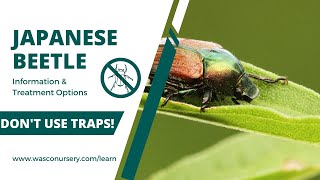 Japanese Beetle Treatment & Control Methods