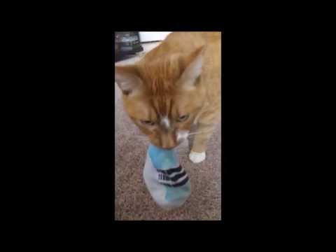 Cat exchanges socks for attention