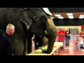 Lunch With The Elephants