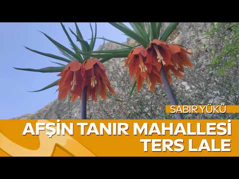 Afşin Tanır Mahallesi’nde Ters Lale Hikayesi