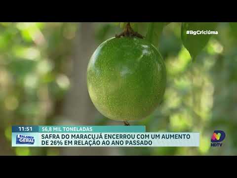 Safra do maracujá cresce 26% em Santa Catarina e anima produtores