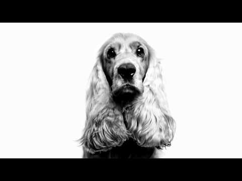 Royal Canin VD Dog Hypoallergenic 2kg video