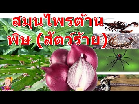 ตัวแทนอิสราเอลแรง การรักษาความอ่อนแอกระดูกสันหลัง