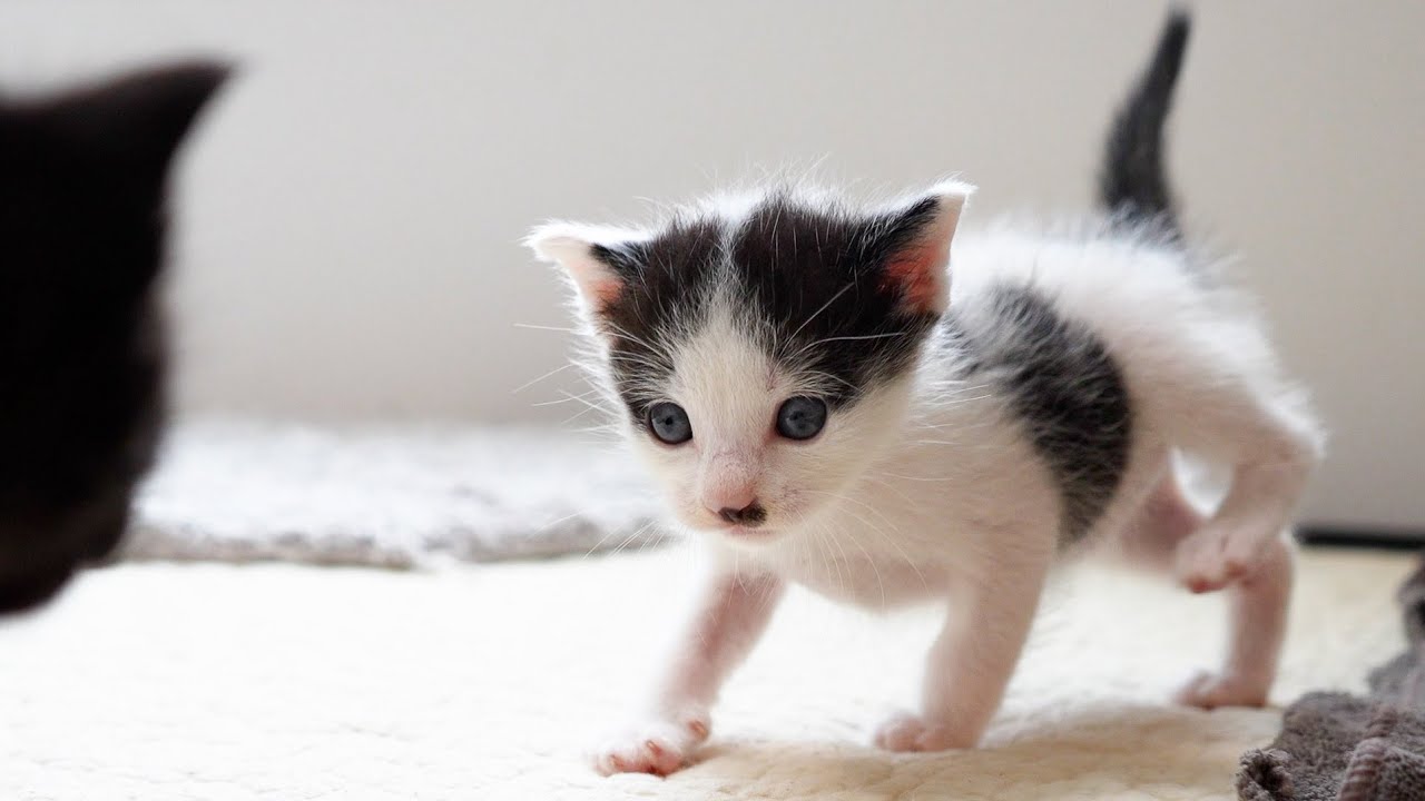 Wobbly Kittens: Stumbling but Eagerly Running Toward You 🐾