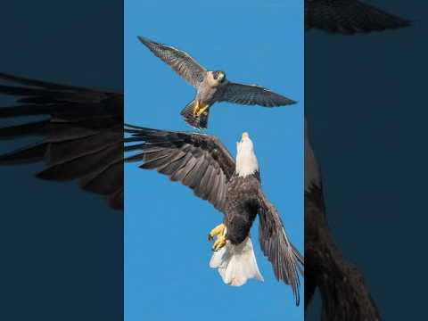 Eagle vs Falcon- Who Is The King?