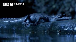 The Incredible Wildlife of India | BBC Earth