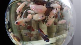 ベタの混泳水槽を魚眼レンズで覗いてみた。