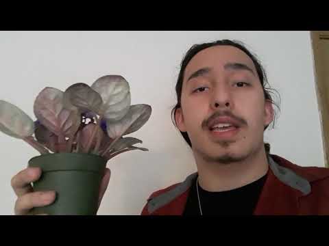 The African Violet (Saintpaulia ionantha)