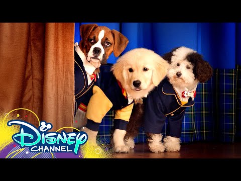 Theme Song ???? ft. Dakota Lotus | Pup Academy | Disney Channel