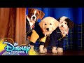 Theme Song 🎶 ft. Dakota Lotus | Pup Academy | Disney Channel