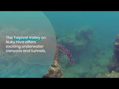 Dive into Marquesas: A Scuba Paradise in the South Pacific!